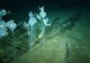 antarctica-species-540x380.jpg