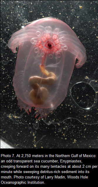coml-photo7-enypniastes1