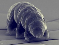 waterbear01
