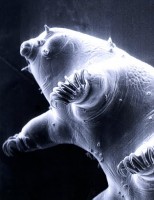 waterbear02
