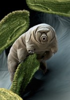waterbear03