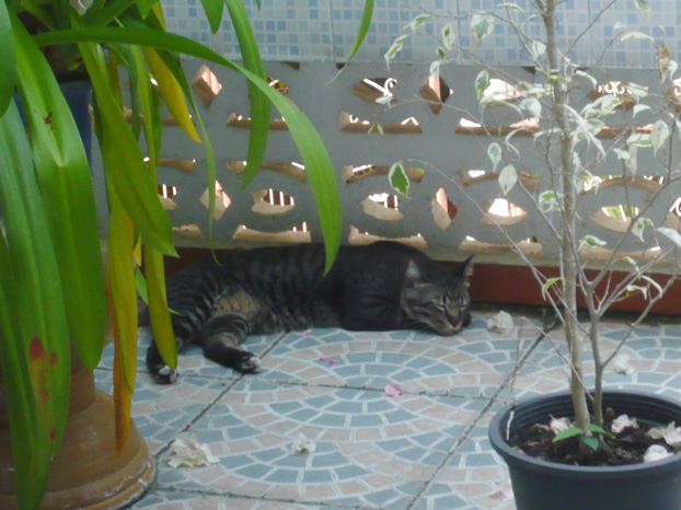 dimsim3 dimsim3